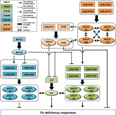 The Transcriptional Control of Iron Homeostasis in Plants: A Tale of bHLH Transcription Factors?
